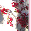 Bougainvillea Photographic Print Bougainvillea Photographic Print Ann Froomberg Photography